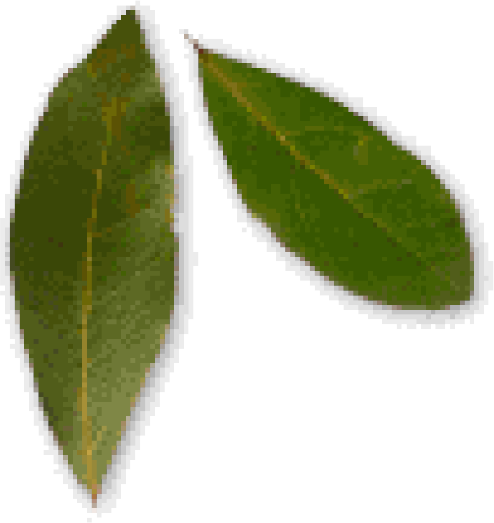 huevoscatalana_home2_1